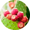 Opuntia vulgaris extract