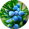 Juniperus comunis extract